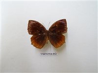 藏品(藍紋鋸眼蝶)的圖片